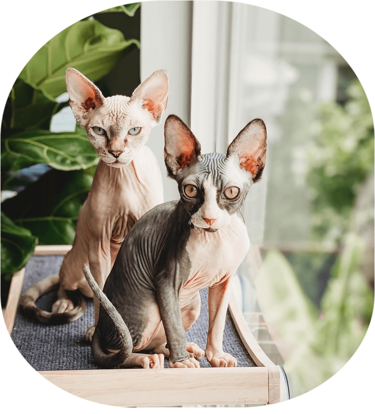Two Sphynx cats sitting together
