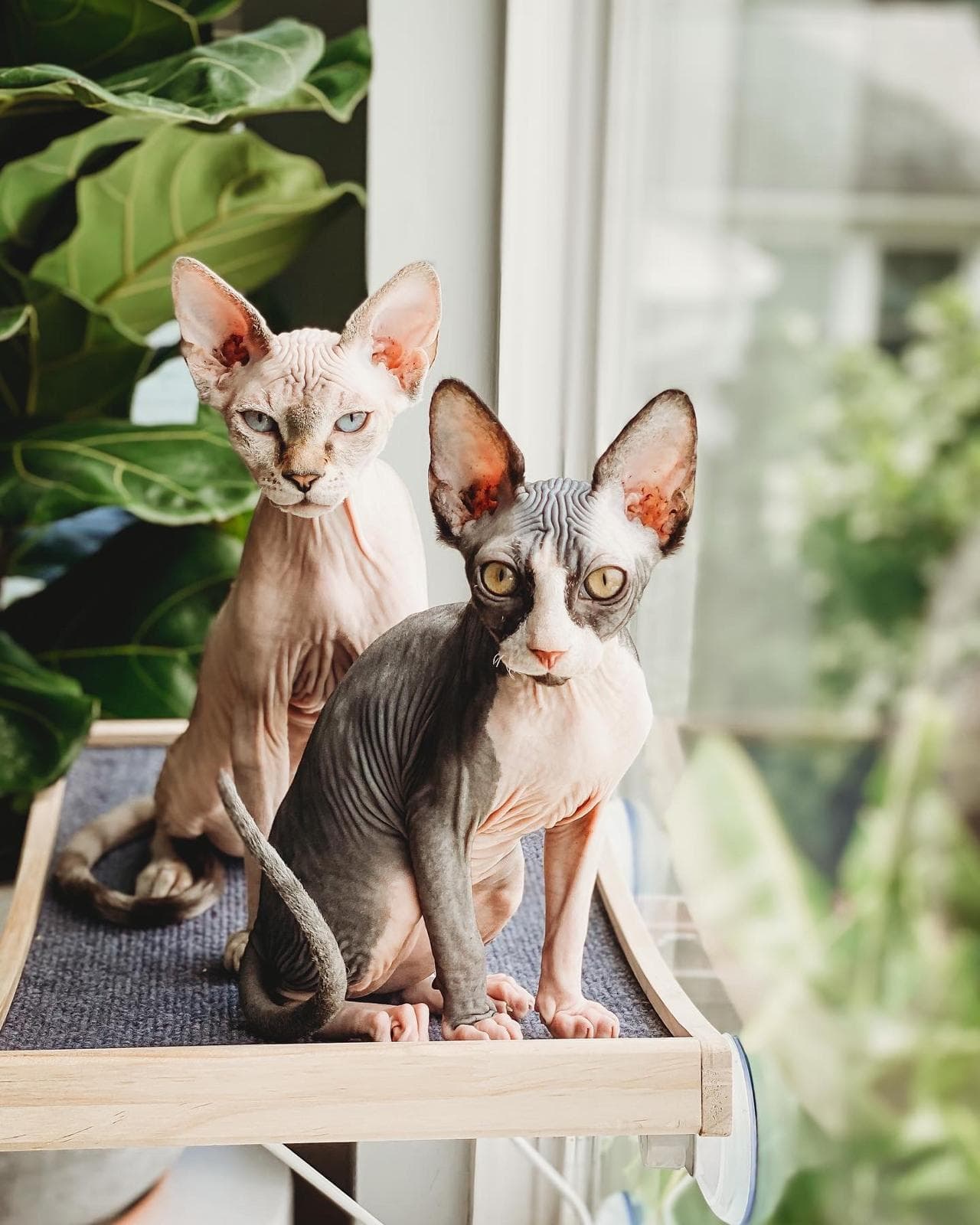 Two sphynx cats sitting together by a window