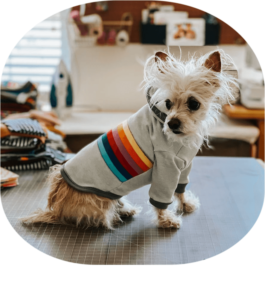 Biscuit, a small white dog wearing a striped sweater